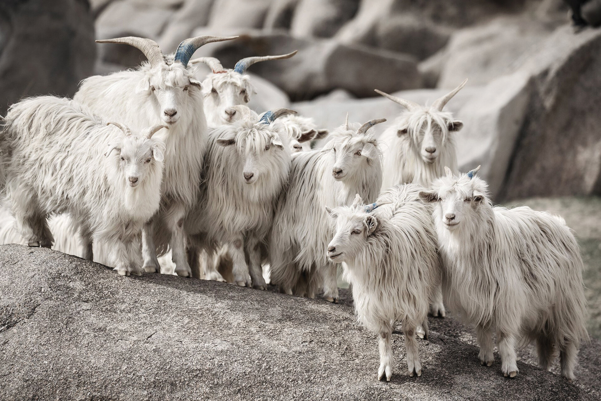 Loro Piana pursues ethical responsibility by supporting their goat herder's efforts, production processes and skills.